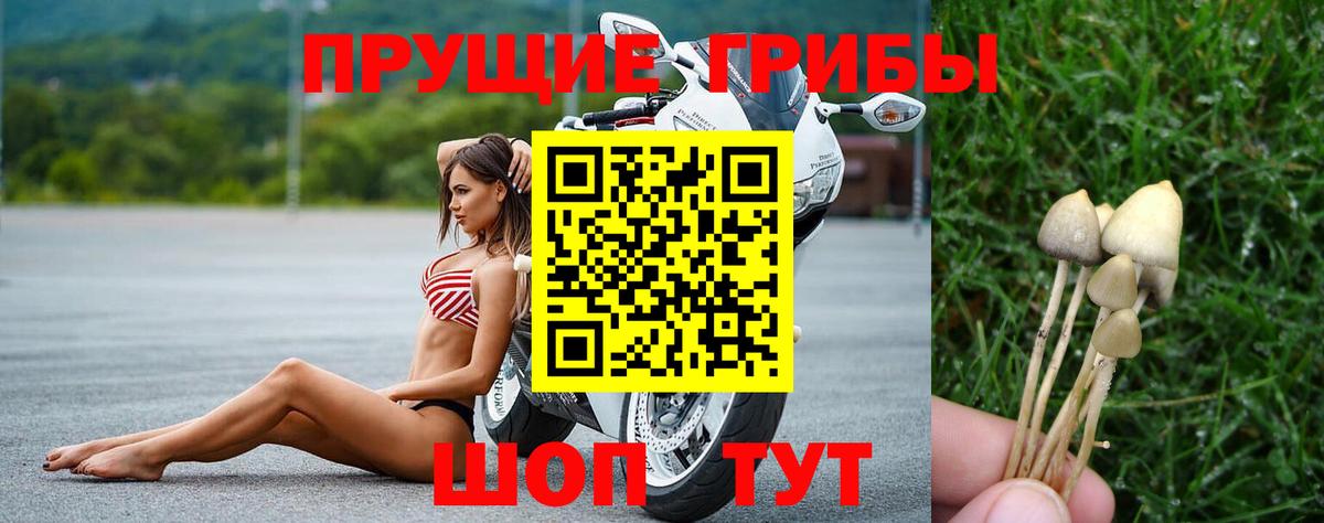 Псилоцибиновые грибы GOLDEN TEACHER  Вход с VPN  Фрязино 